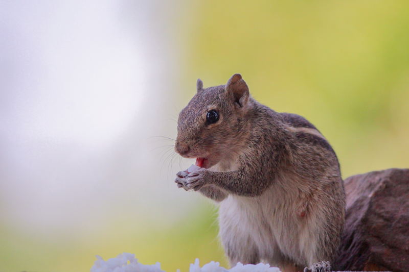 squirrel