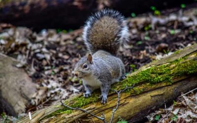 Gray Squirrel