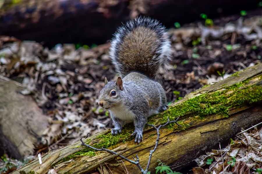 gray squirrel