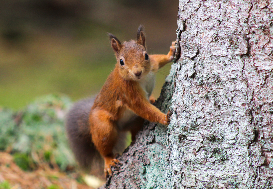 red squirrel