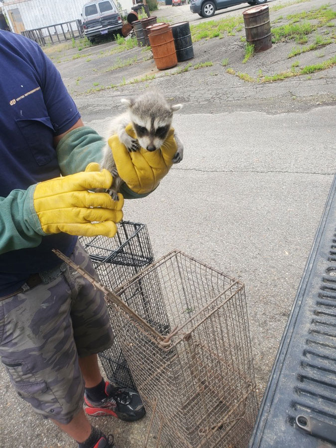 raccoon kits