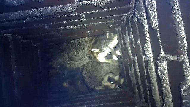 raccoon kits