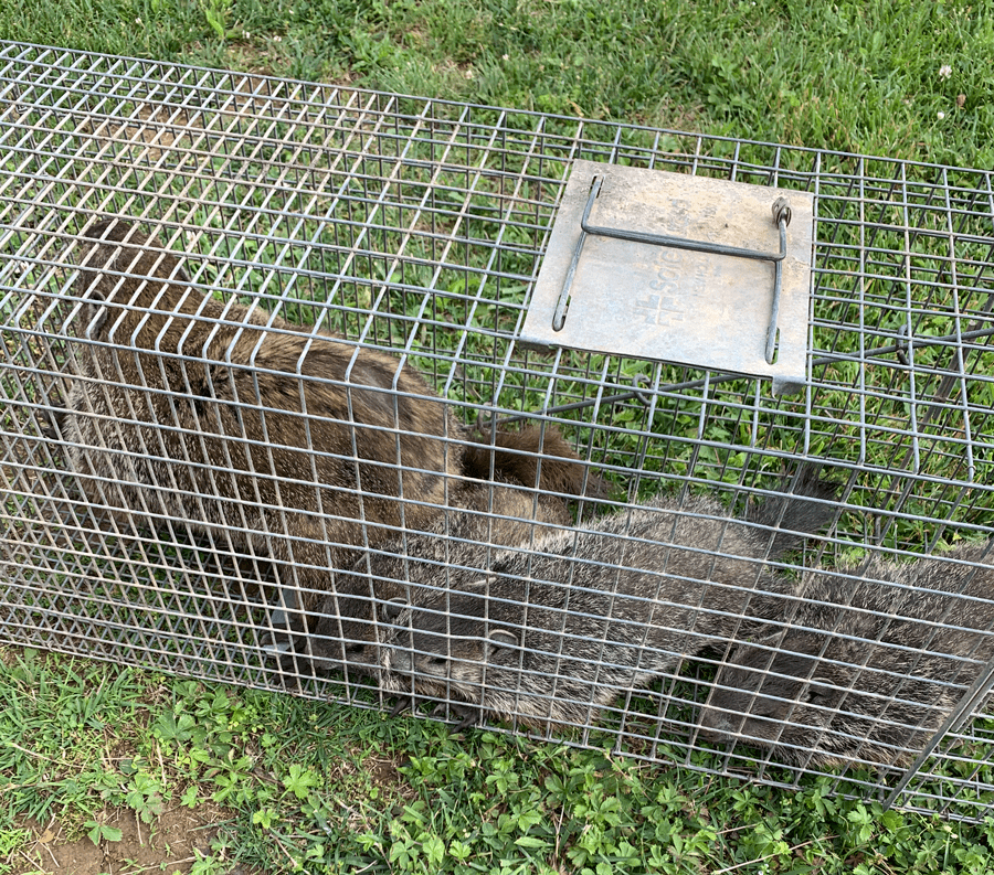 Groundhogs | Tall Timber Wildlife Services