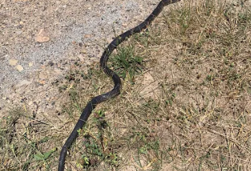 Snake in Toilet Emergency