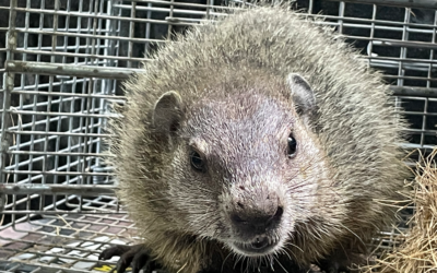 Juvenile Groundhogs