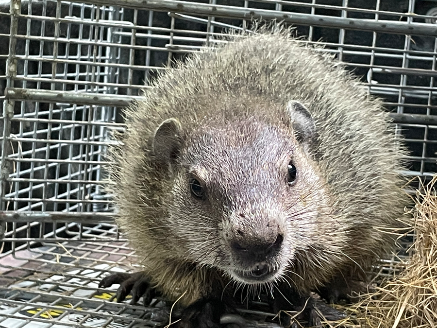 Juvenile Groundhogs | Tall Timber Wildlife Services