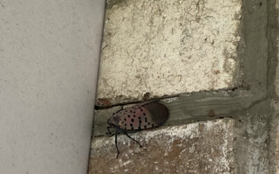 Spotted Lanternfly