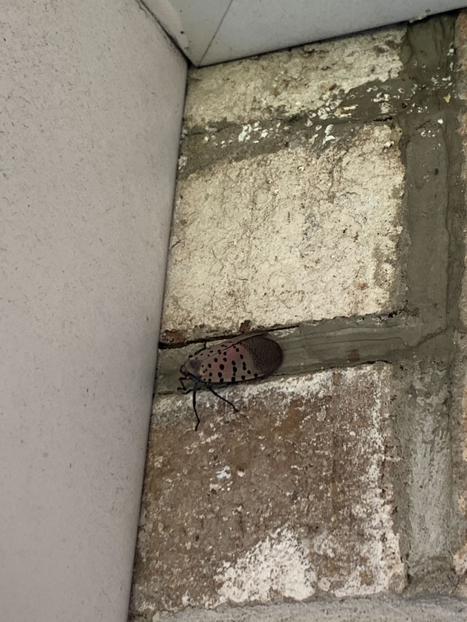 spotted lanternfly