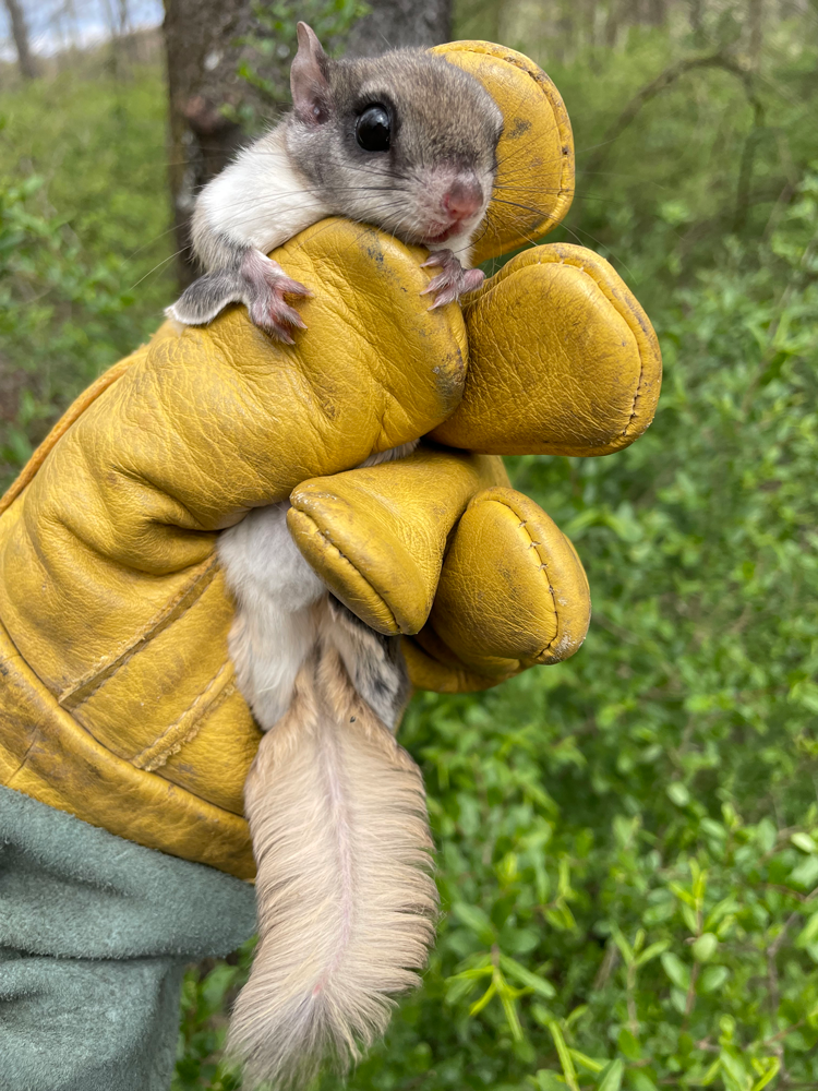 flying squirrels