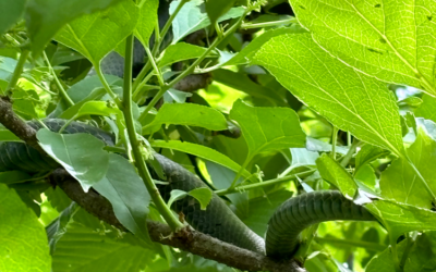 More Snakes Hiding in Landscaping