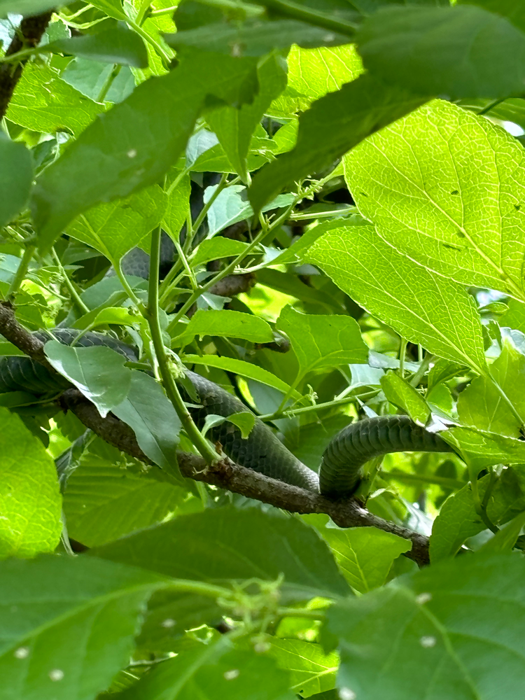 black snake in Latrobe, PA