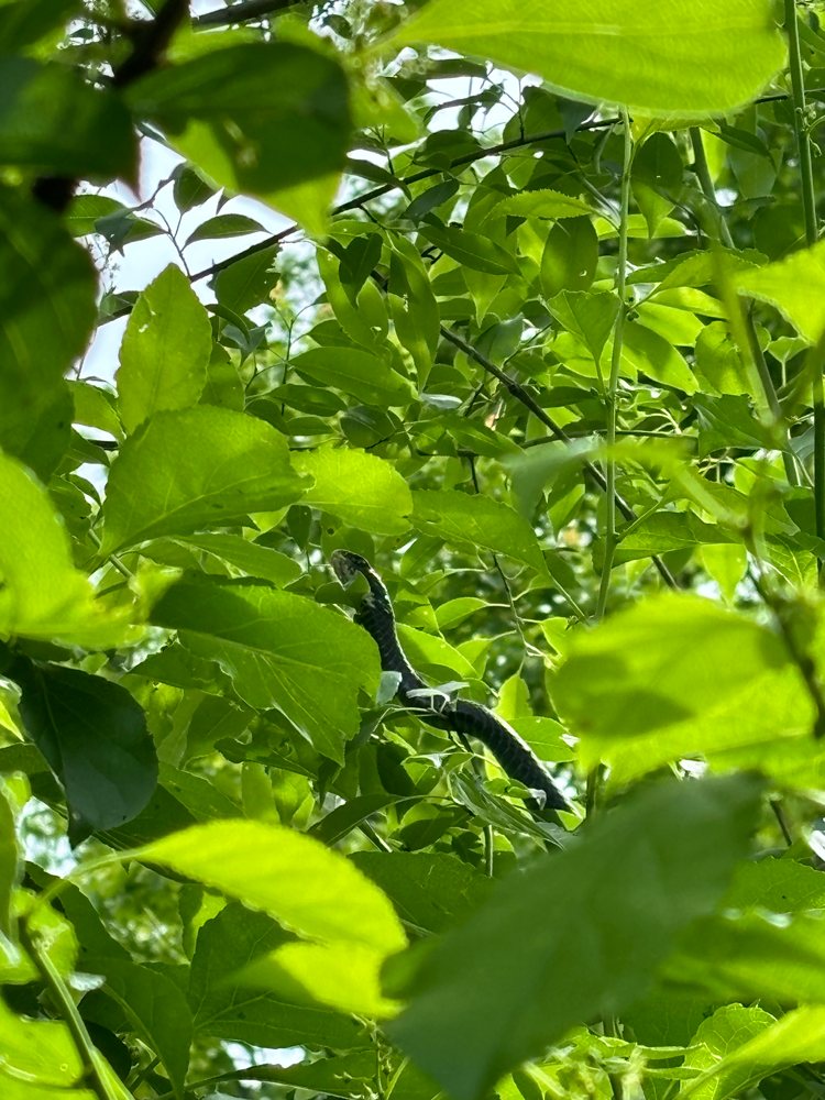 black snake in Latrobe, PA