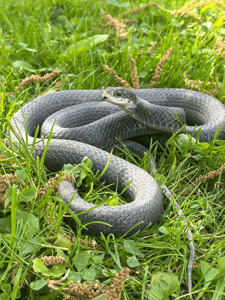 black rat snake in Youngwood, PA 15697