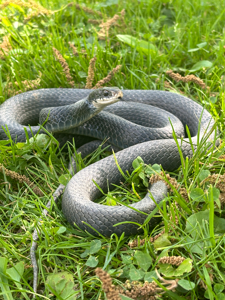 black rat snake in Youngwood home