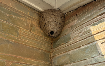 Yellow Jacket Nest