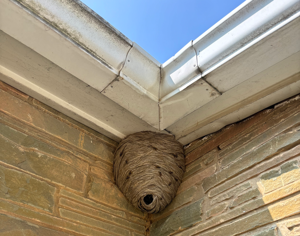 bald faced hornet nest