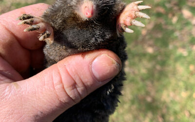 Menacing moles burrowing in your yard?