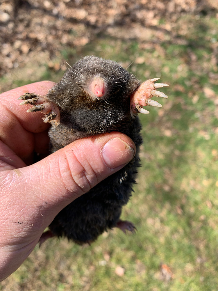 mole specimen from a yard