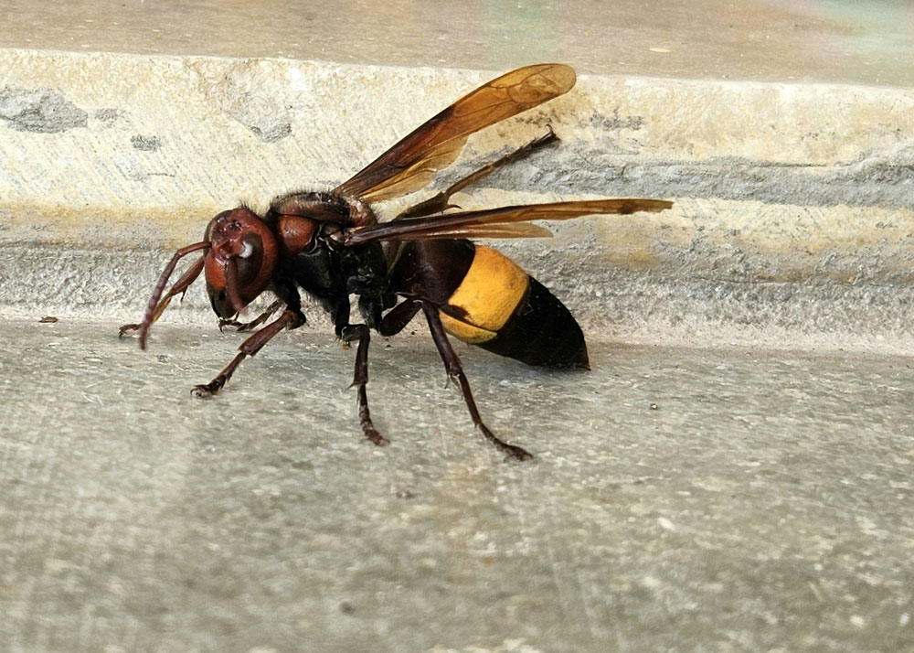 hornet